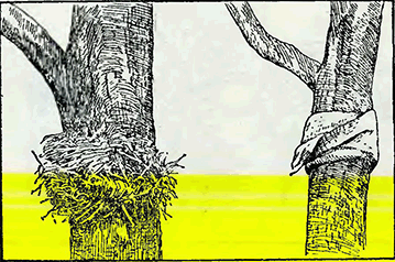 Рисунок 1. Обвязка деревьев ловчими клеевыми кольцами