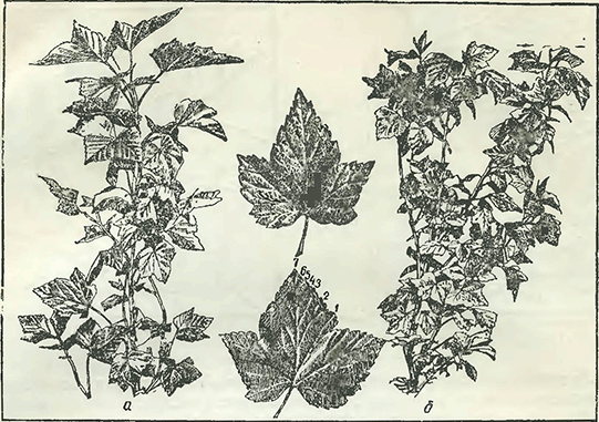 Рисунок 1. Скручивание листьев у чёрной смородины