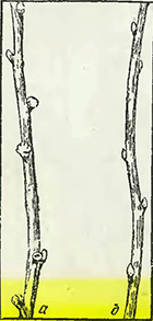 Рисунок 1. Увеличение размеров почек чёрной смородины