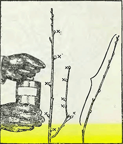 Рисунок 2. Увеличение размеров почек чёрной смородины