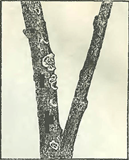 Рисунок 2. Серебристость листьев