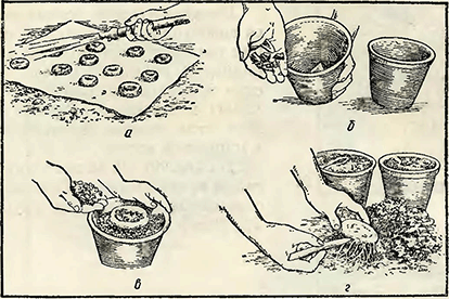 Рисунок 1. Посадка в горшки луковиц цикламена