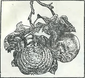 Рисунок 1. Плодовая гниль яблок