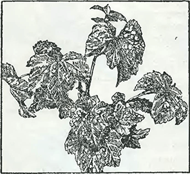 Рисунок 1. Ржавчина чёрной смородины