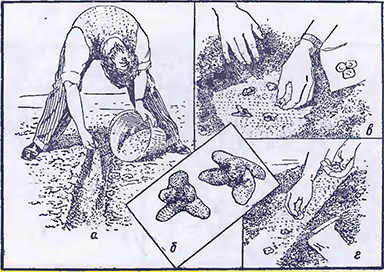 Рисунок 1. Посадка анемонов