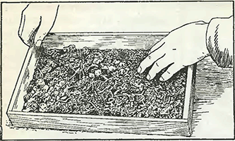 Рисунок 1. Посев семян в ящики