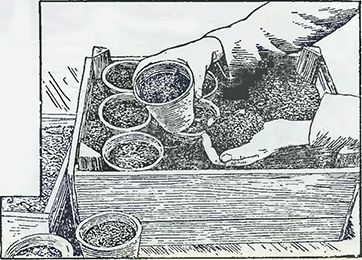 Рисунок 1. Посев семян в горшки