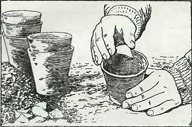 Рисунок 1. Высадка рассады к горшки