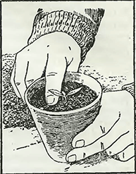 Рисунок 4. Высадка рассады к горшки