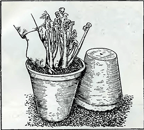 Рисунок 1. Выращивание цикория на салат