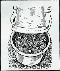 Рисунок 2. Выращивание цикория в теплицах