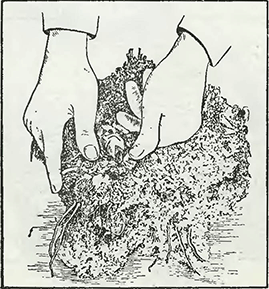 Рисунок 1. Ускорение роста ревеня в открытом грунте
