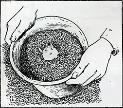 Рисунок 1. Выращивание картофеля в горшках