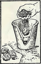Рисунок 1. Посадка луковиц лилий в горшки