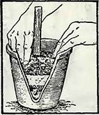 Рисунок 2. Посадка луковиц лилий в горшки