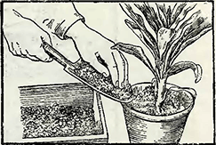 Рисунок 3. Посадка луковиц лилий в горшки