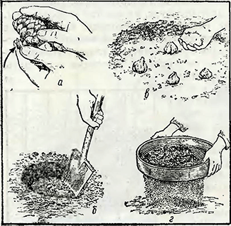 Рисунок 1. Посадка луковиц лилий в саду