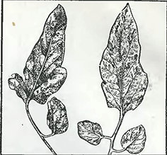 Рисунок 2. Пожелтение листьев картофеля и томатов