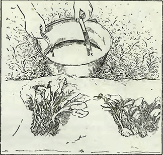 Рисунок 1. Меры борьбы с капустном килой