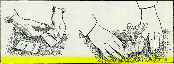 Рисунок 1. Борьба с капустной мухой
