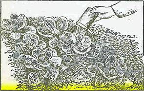 Рисунок 1. Борьба с гусеницами