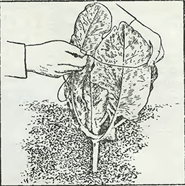 Рисунок 1. Защита цветной капусты