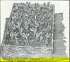 Рисунок 1. Посев огородных бобов