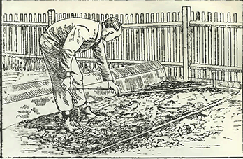 Рисунок 1. Подготовка посадочных траншей для сельдерея