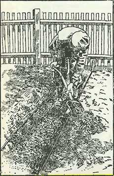 Рисунок 2. Подготовка посадочных траншей для сельдерея