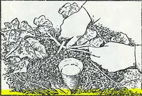 Рисунок 1. Приостановка роста плетей огурцов