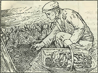 Рисунок 1. Посадка капустной рассады