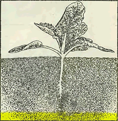 Рисунок 1. Правильная глубина высадки капустном рассады
