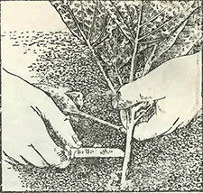 Рисунок 1. Надрез стебля капусты