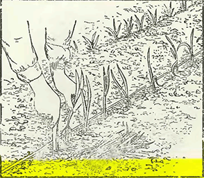 Рисунок 1. Высадка рассады лука-порея в открытый грунт