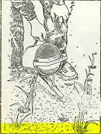 Рисунок 2. Высадка рассады лука-порея в открытый грунт