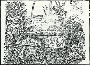 Рисунок 1. Создание микроклимата при выращивании тыквы