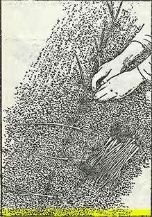 Рисунок 1. Высадка рассады лука