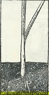 Рисунок 2. Высадка рассады лука