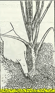 Рисунок 1. Выращивание лука-репки