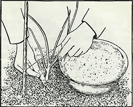 Рисунок 1. Подкормка лука