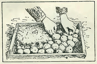 Рисунок 2. Хранение картофеля и овощей для текущего потребления