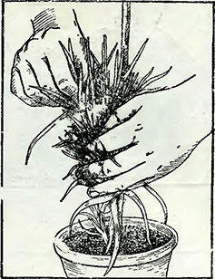 Рисунок 1. Заготовка черенков садовой гвоздики