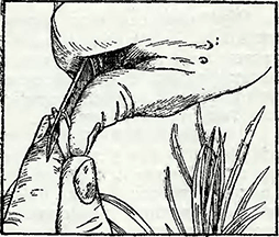 Рисунок 1. Размножение садовой гвоздики корневыми отпрысками