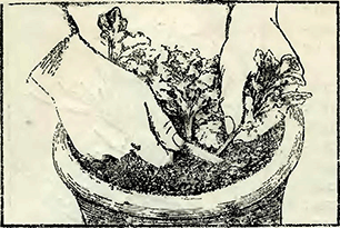 Рисунок 1. Заготовка черенков хризантем при горшечной культуре
