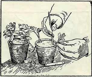 Рисунок 1. Посадка черенков хризантем 