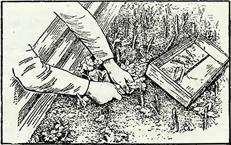 Рисунок 1. Выбор черенков хризантем
