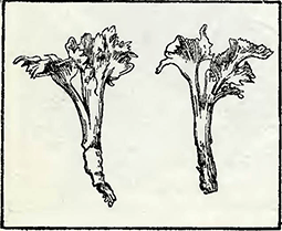 Рисунок 1. Обрезка черенков хризантем
