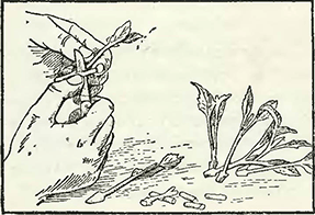 Рисунок 1. Подготовка черенков к посадке и их укоренение