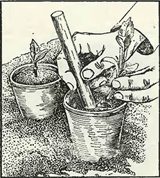 Рисунок 2. Подготовка черенков к посадке и их укоренение