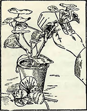 Рисунок 1. Заготовка черенков герани